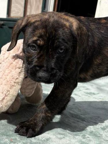 Nog 2 prachtige, en lieve pups te koop. Kruising dog, Dieren en Toebehoren, Honden | Niet-rashonden, 8 tot 15 weken, Groot, Meerdere