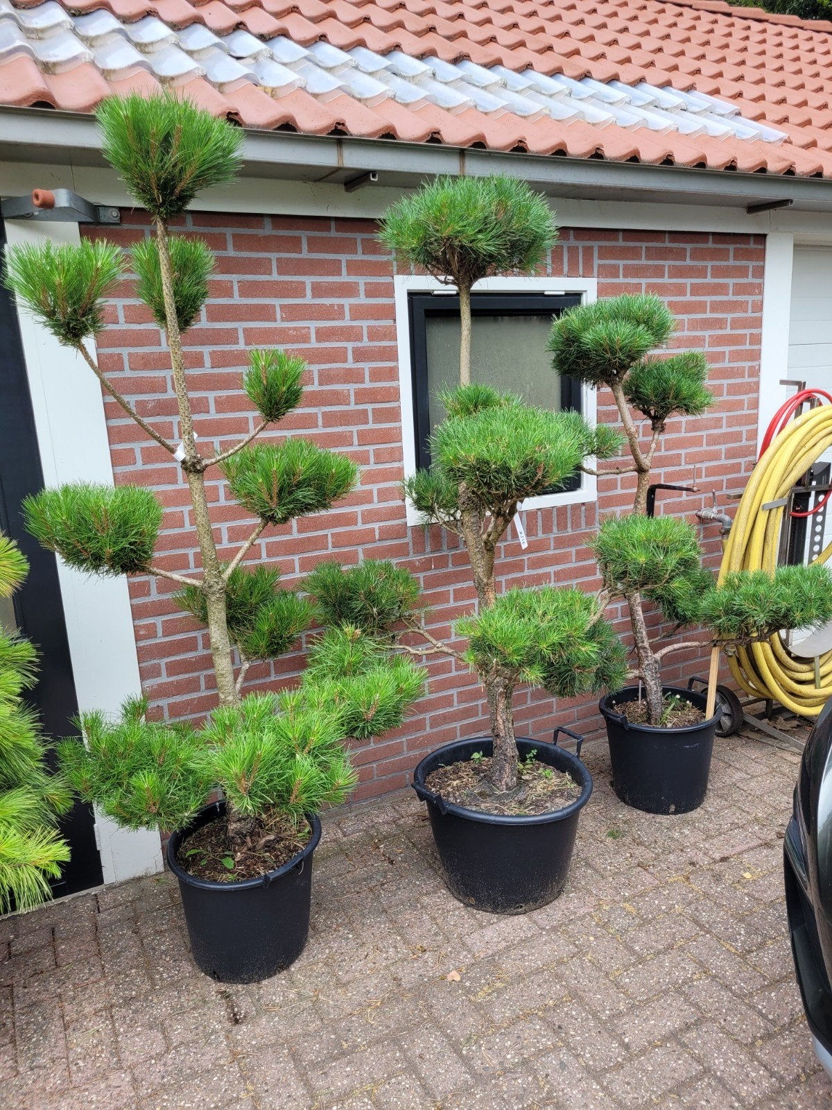 Japanse vormsnoei Pinus Sylvestris/Nigra - tot 2 meter, Tuin en Terras, Planten | Tuinplanten, Ophalen