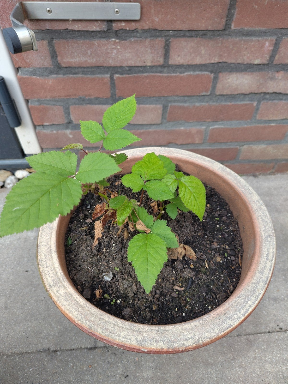 Stekje doornloze braam, Ophalen, Volle zon