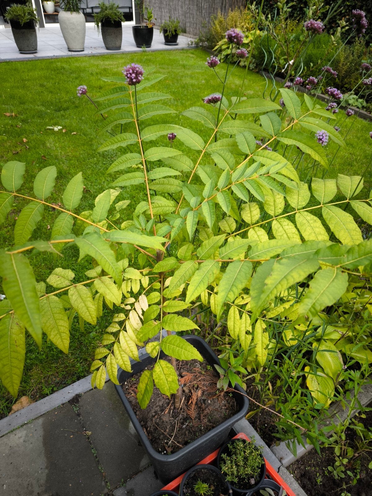 Toona sinensis (Uiensoepboom) - 120 cm inclusief pot, Ophalen of Verzenden, 100 tot 250 cm, In pot, Overige soorten