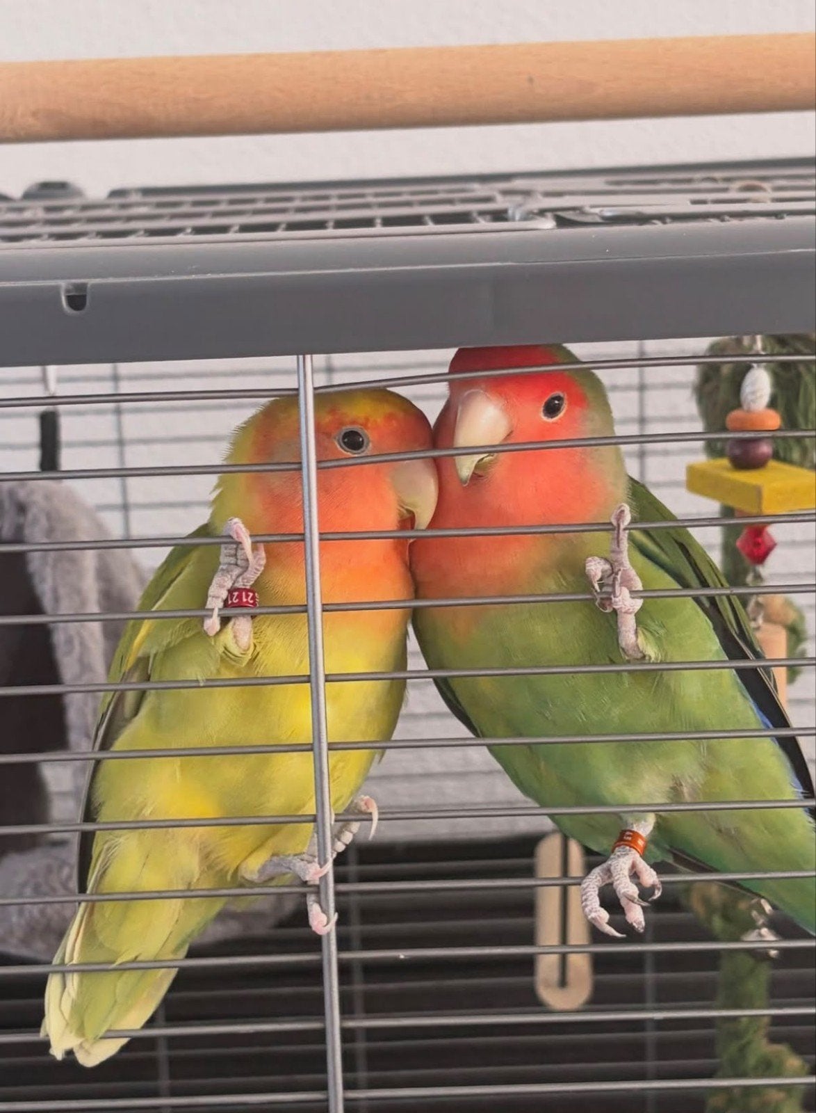 agapornissen 2 vrouwen, Dieren en Toebehoren, Vrouwelijk, Dwergpapegaai of Agapornis