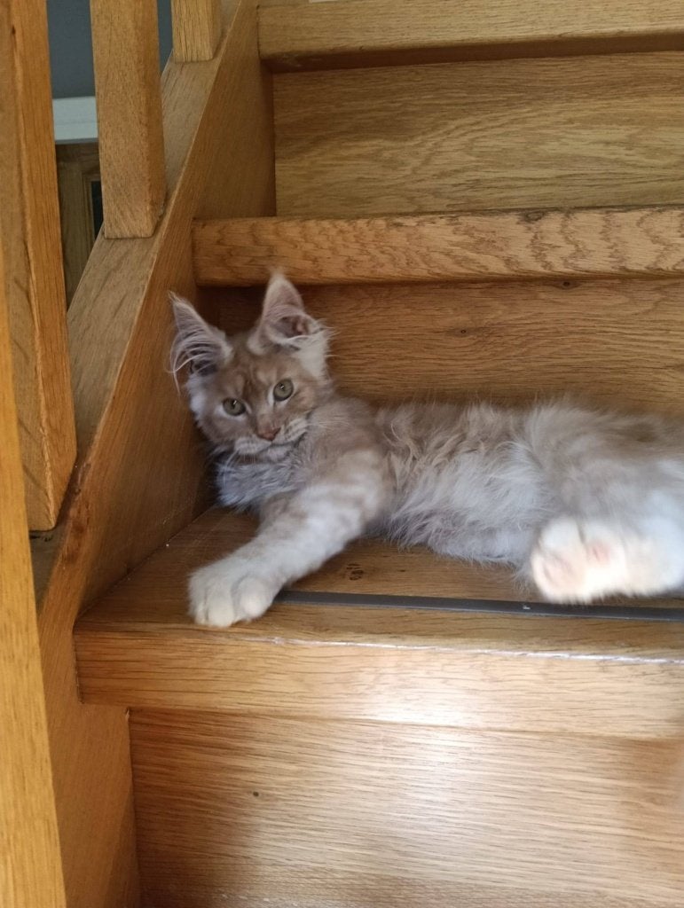 Prachtige maine coon kittens met stamboom, Meerdere dieren, Met stamboom, 0 tot 2 jaar