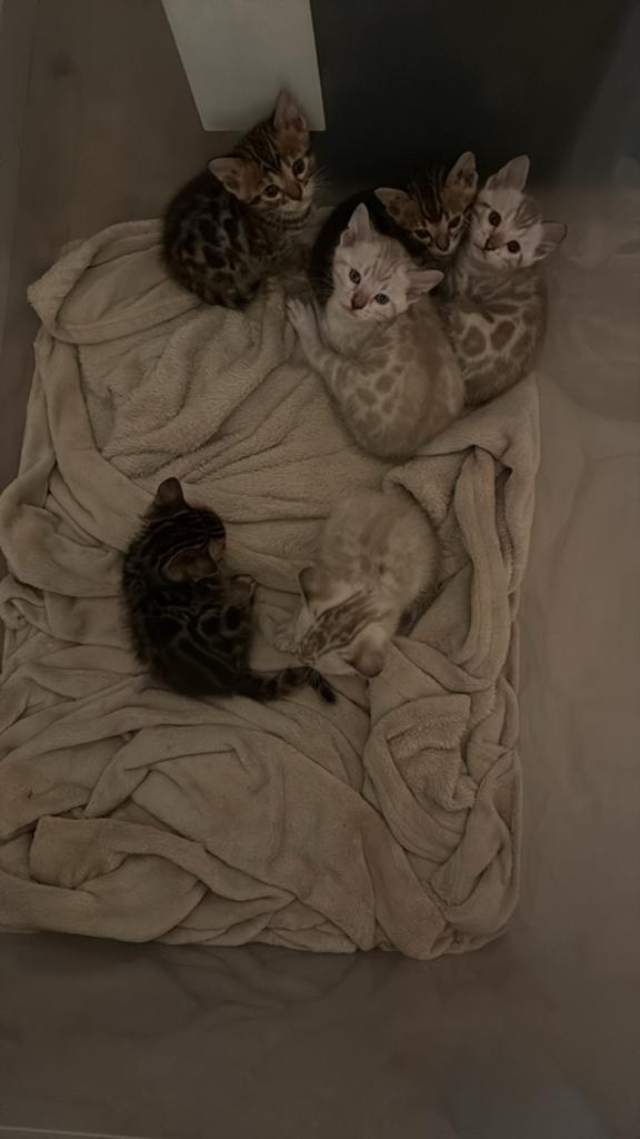 Bengaalse kittens, Meerdere dieren