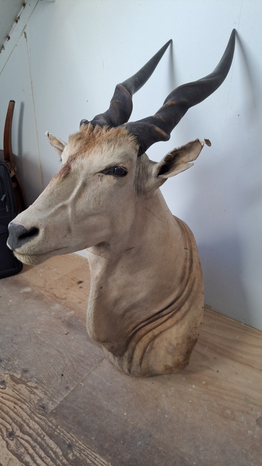 Prachtige Opgezette Antilope Taxidermie., Ophalen of Verzenden, Zo goed als nieuw, Overige soorten, Opgezet dier