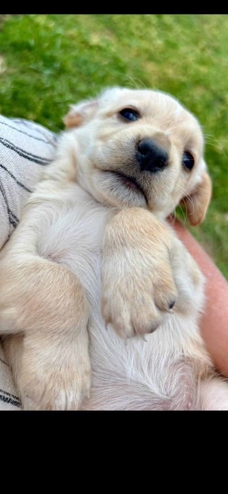 Super sociale pups mogen verhuizen!, Parvo, 8 tot 15 weken, Teef, Meerdere