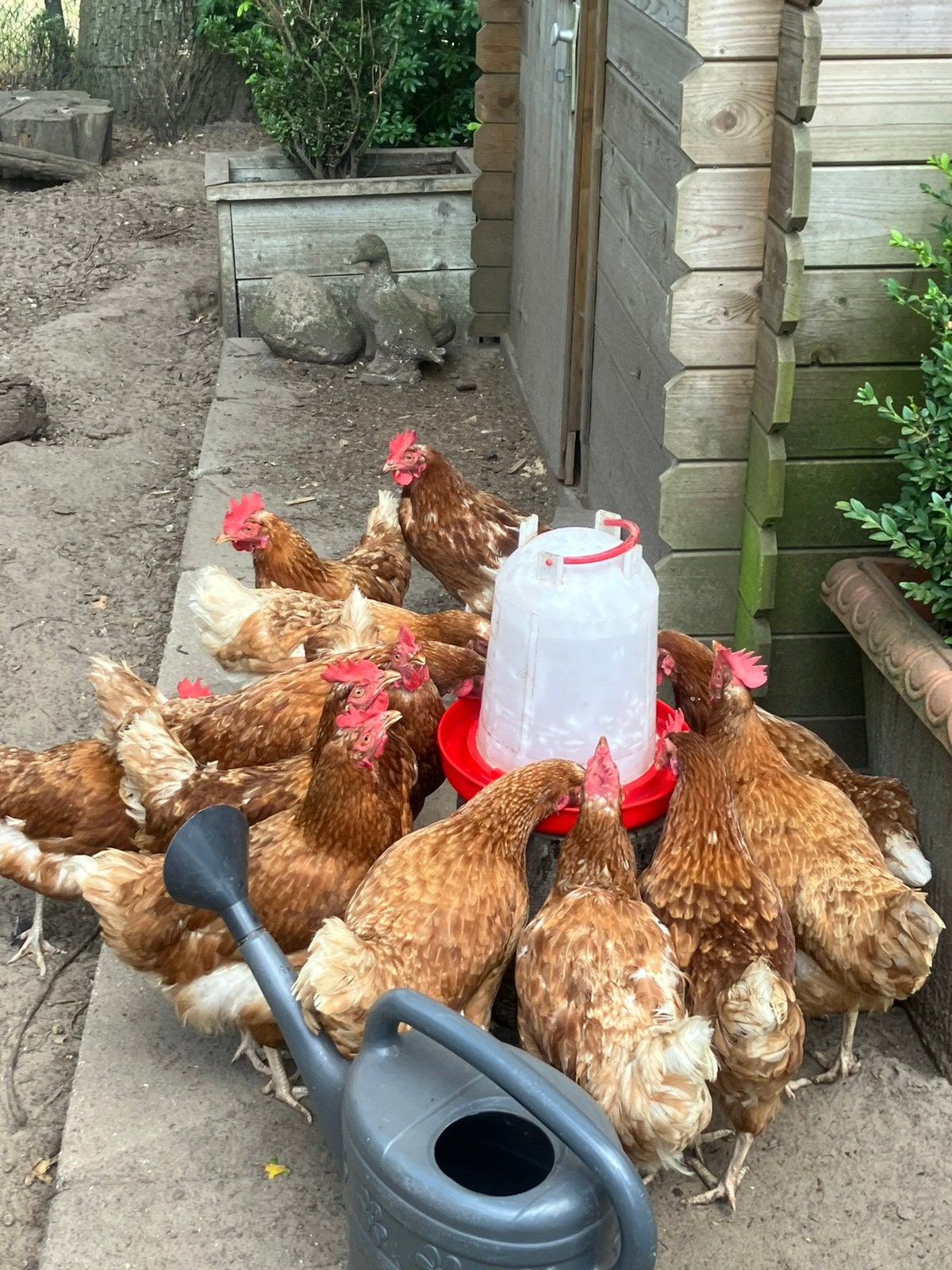 14 kippen, Dieren en Toebehoren, Vrouwelijk, Kip