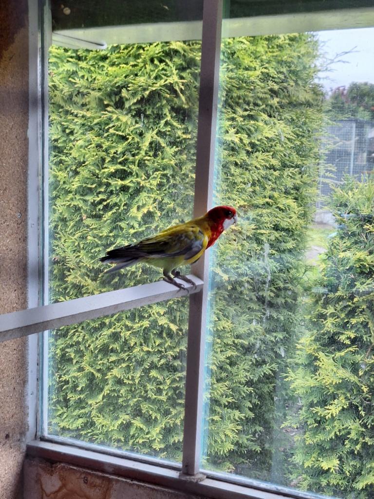Golden Rosella man 2025, Dieren en Toebehoren, Vogels | Parkieten en Papegaaien, Mannelijk, Parkiet