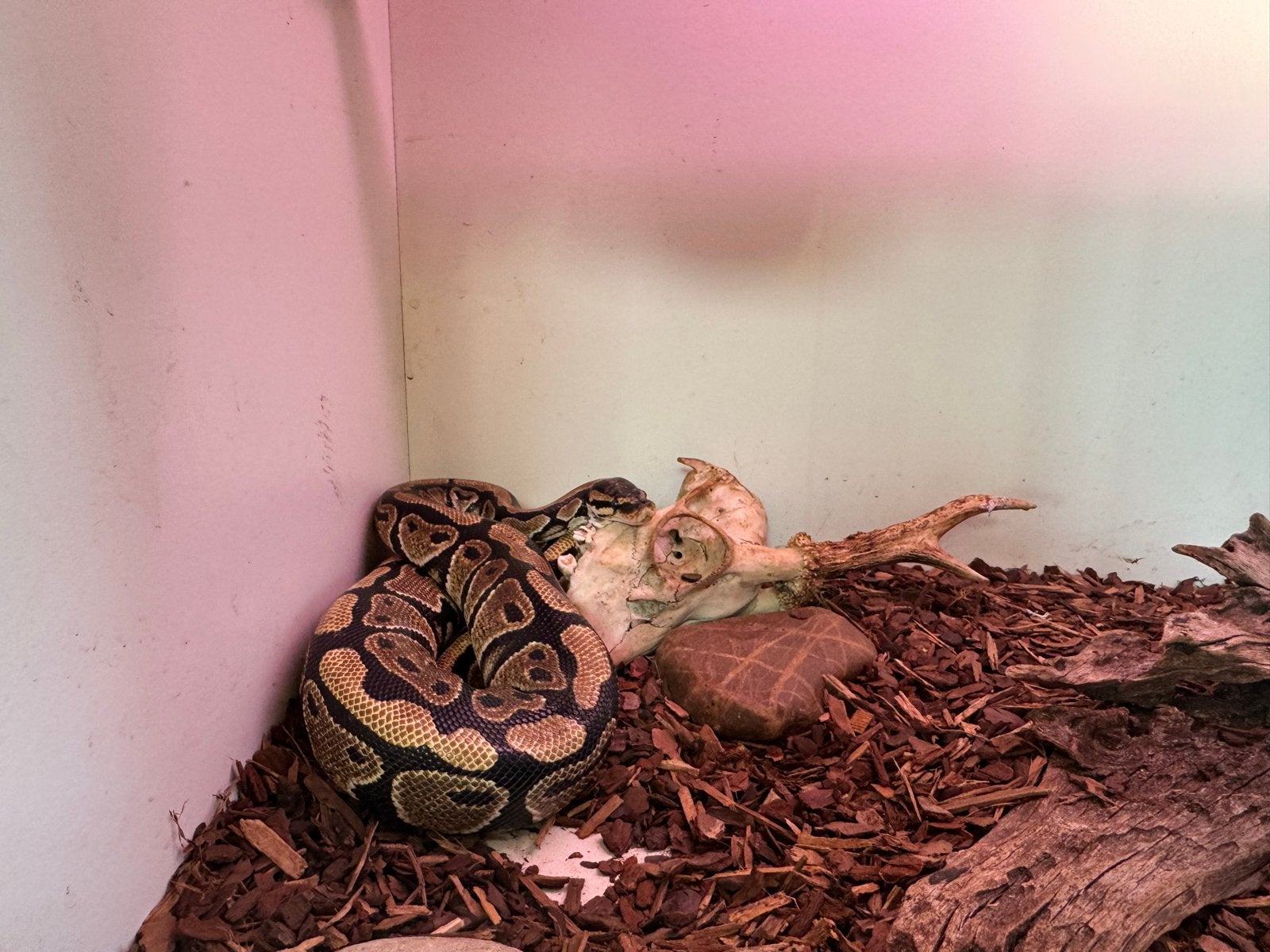 Koningspython vrouw twee jaar Ball Python - female for sale from Edwin