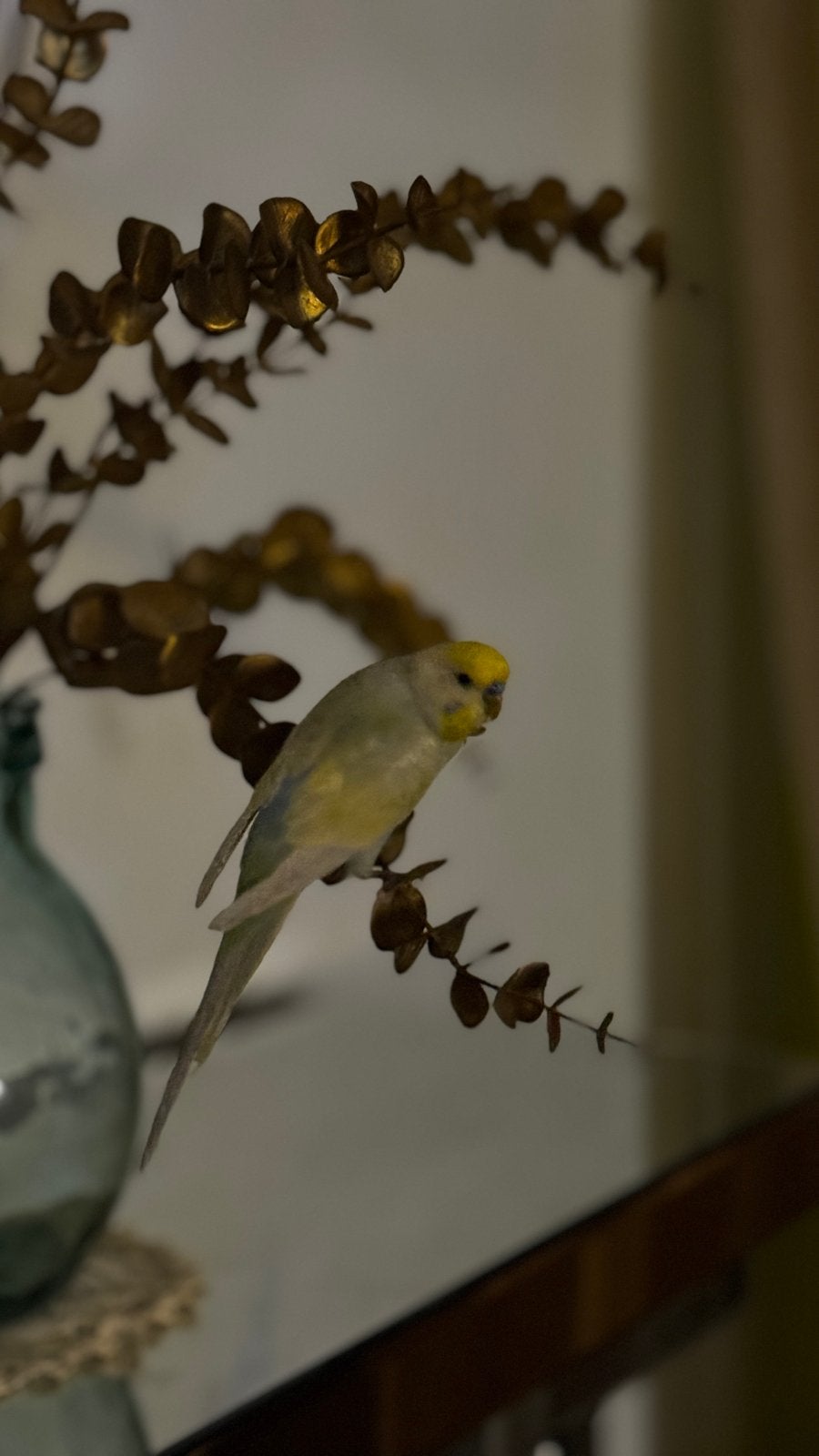 4 grasparkieten (2 blauw en geel/ 1 paars en, 1 light blauw), Dieren en Toebehoren, Vogels | Parkieten en Papegaaien, Geslacht onbekend