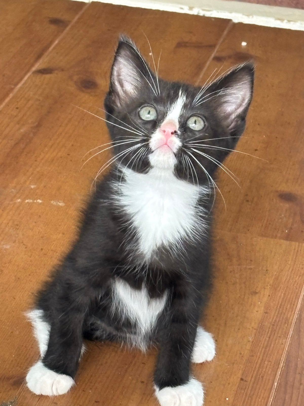 Halve ragdoll kittens, Dieren en Toebehoren, Katten en Kittens | Overige Katten, Meerdere dieren
