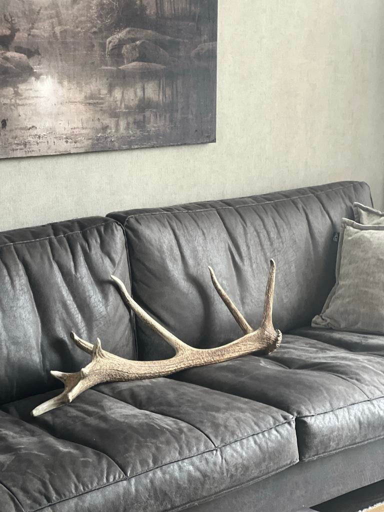 Prachtig edelhert gewei - Natuurlijke decoratie, Gebruikt, Ophalen of Verzenden, Landelijk, Natuurlijk materiaal