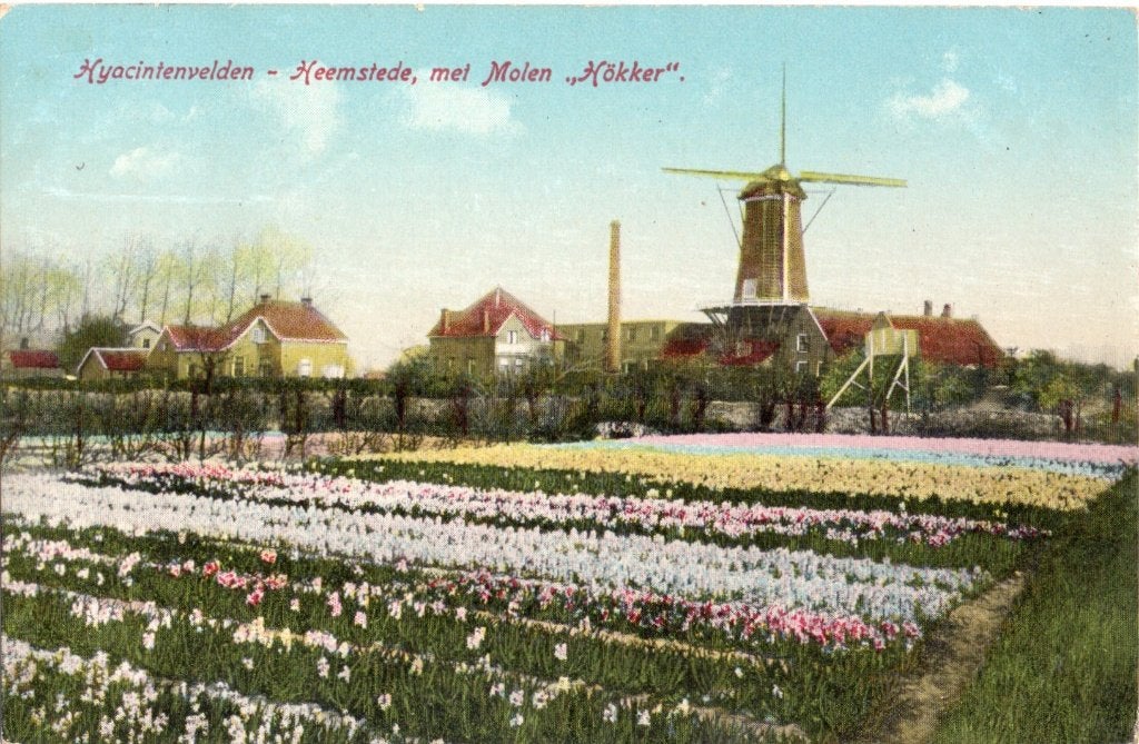 Hemstede, Hyacintenvelden met Molen van Hokker. 6723, Verzenden, Voor 1920, Gelopen, Noord-Holland