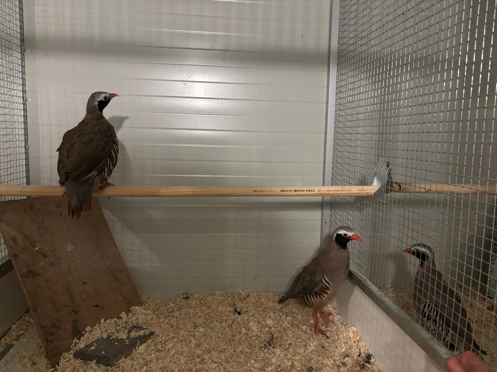 Koppel philby patrijzen, Dieren en Toebehoren, Vogels | Overige Vogels, Meerdere dieren, Wildzangvogel, Geringd