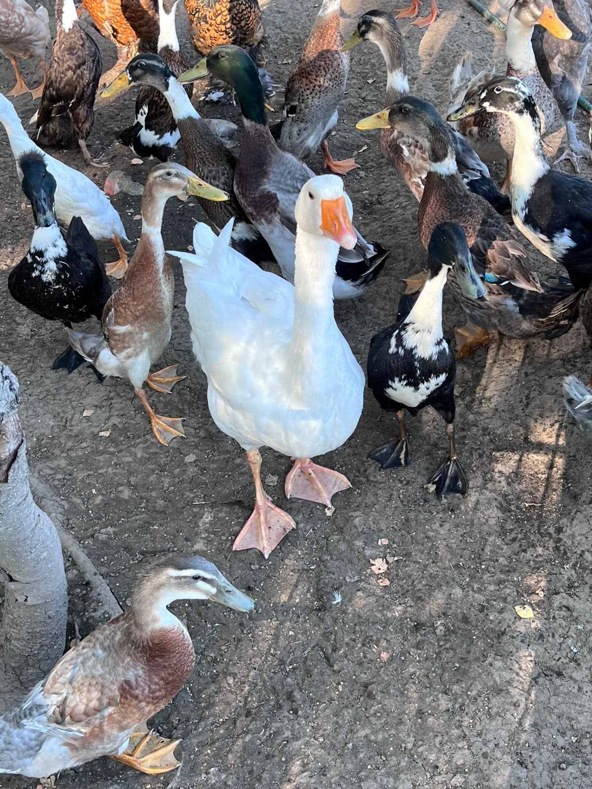 Jonge Boerengans, Dieren en Toebehoren, Meerdere dieren, Kip