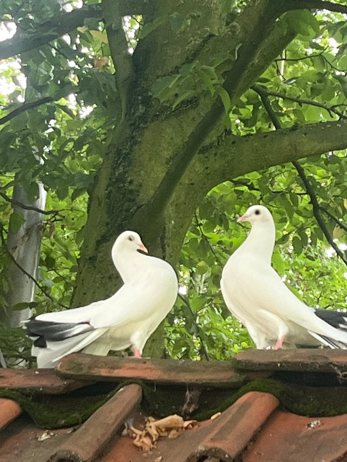 Mooie jonge pauwstaarten ~ zwartstaarten 4 stuks, Dieren en Toebehoren, Vogels | Duiven, Geslacht onbekend, Overige soorten
