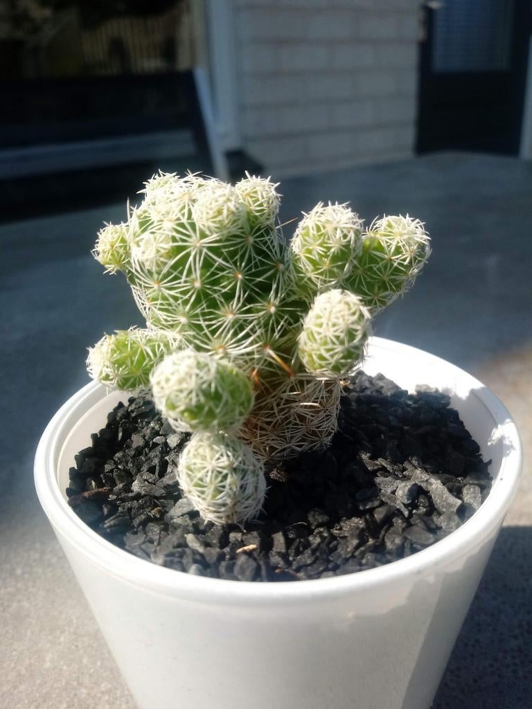 Leuke vetplantjes en cactussen, Ophalen, Vetplant, In pot, Minder dan 100 cm