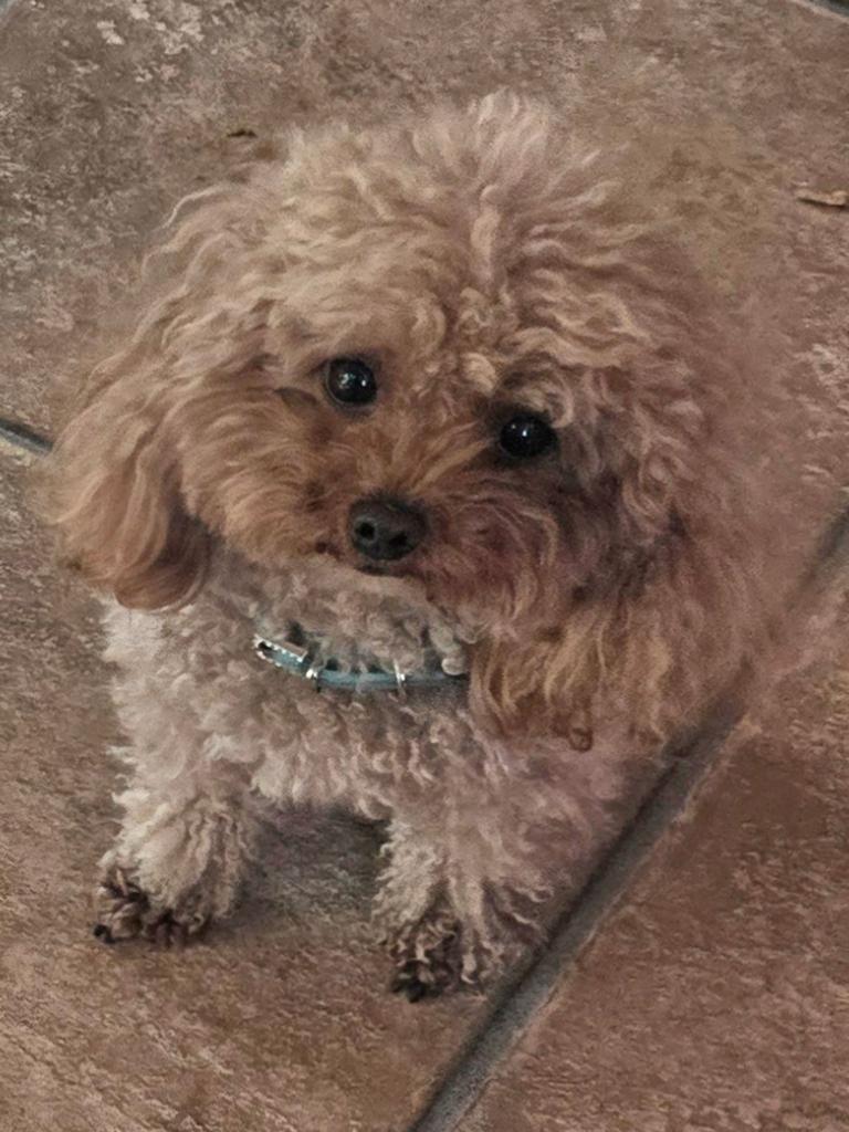 Toy poedel dekreutje 18 cm, Dieren en Toebehoren, Parvo, Reu, 1 tot 2 jaar, Eén hond