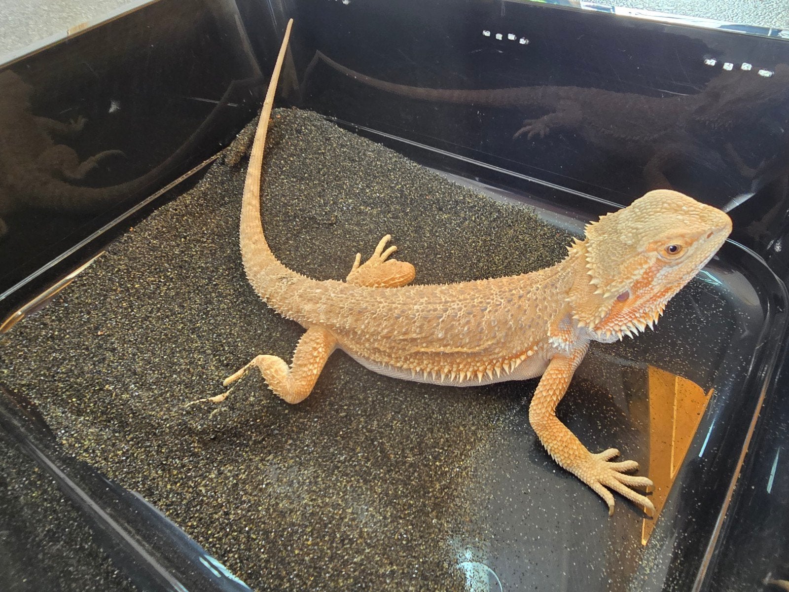 Prachtige vrouwelijke baardagaam (Pogona vitticeps) Bearded Dragon - female for sale from LOST TREASURES
