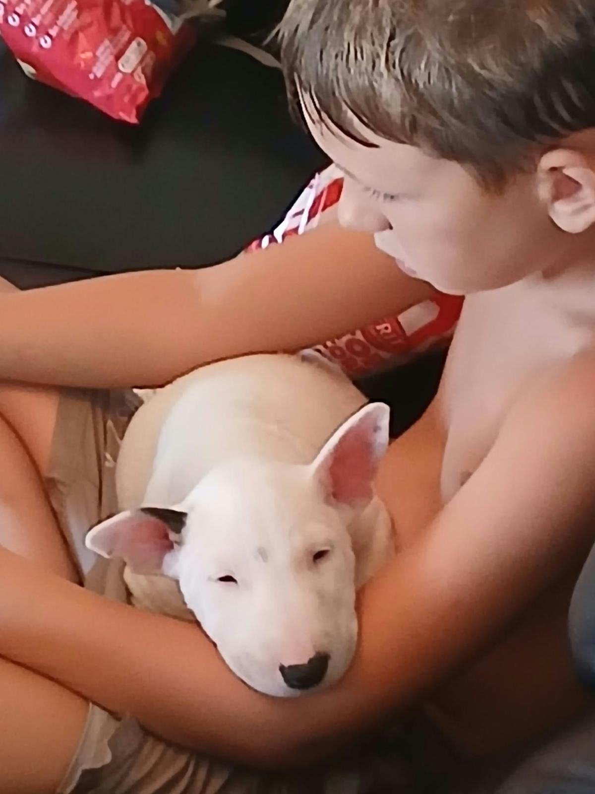 Prachtige bulterriër pup met stamboom den mooiste uit h nest, Dieren en Toebehoren, Bull Terriër, Particulier, 8 tot 15 weken