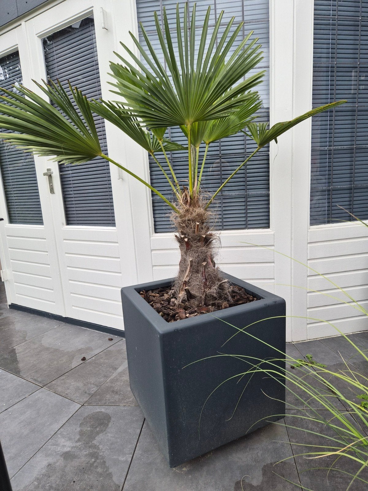 Wagnerpalm in polyester bloembakken 50x50, Tuin en Terras, Volle zon, Vaste plant, Bloeit niet, Ophalen