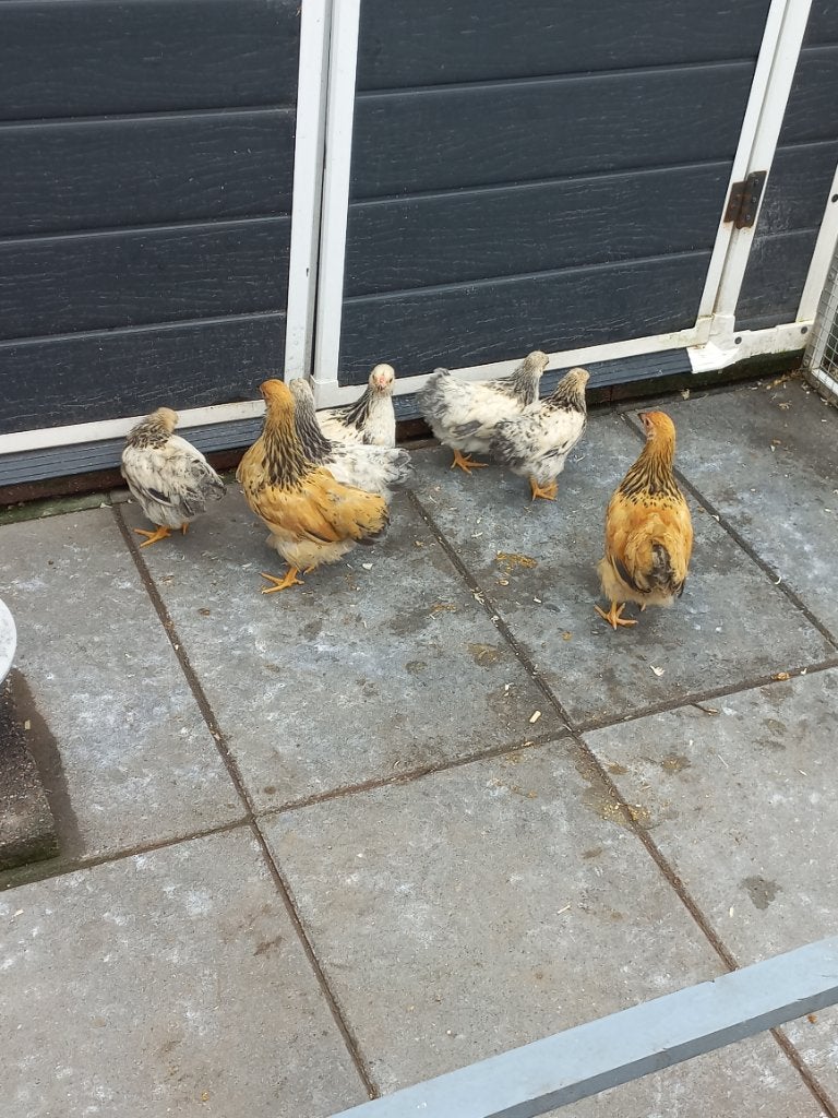 Te koop wyandotte kriel hennen  1 haan, Vrouwelijk, Kip
