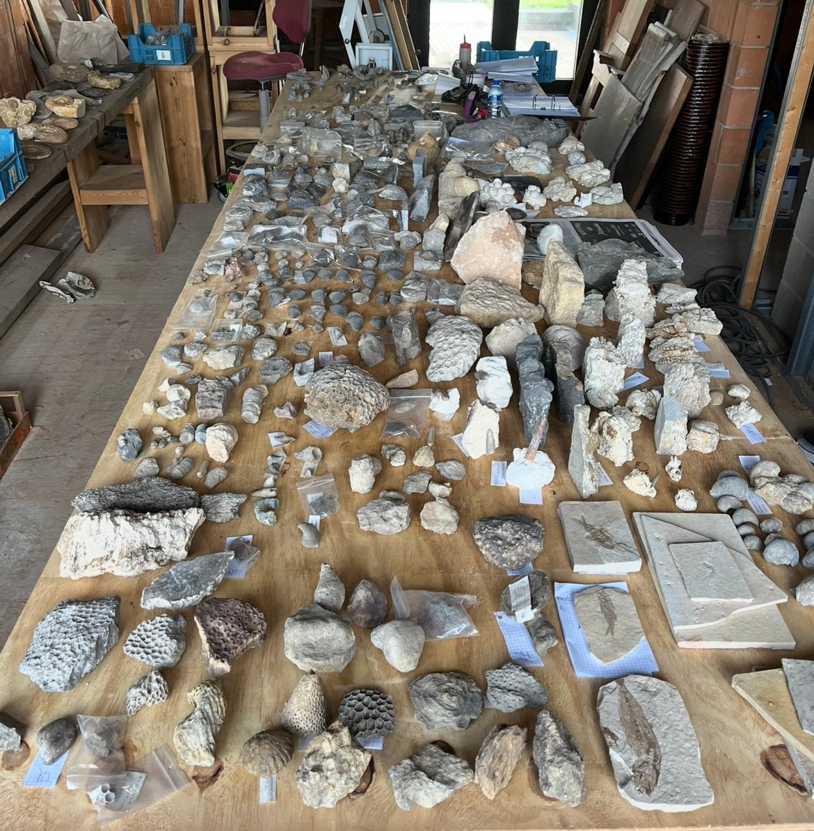 Een 50 jaar oude fossielen verzameling met unieke stukken, Verzamelen, Mineralen en Fossielen, Ophalen, Fossiel