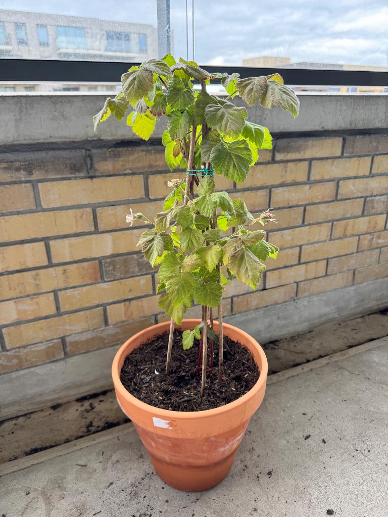 Loganberry – Unieke kruising tussen braam en framboos, Tuin en Terras, Planten | Tuinplanten, Ophalen, Volle zon, Vaste plant
