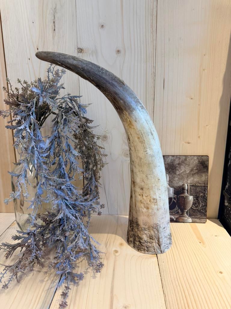 Prachtige Texas Longhorn Hoorn – Robuuste Blikvanger 56cm, Ophalen of Verzenden, Zo goed als nieuw