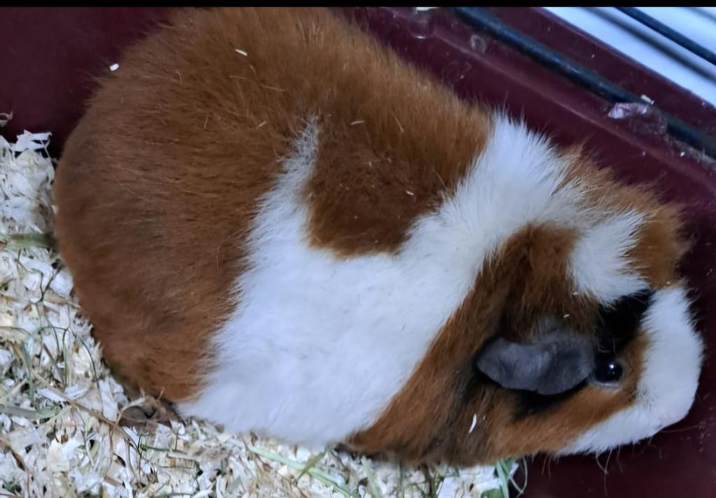 Cavia zeugje [3], Dieren en Toebehoren, Cavia, Juni, Vrouwelijk, Tam