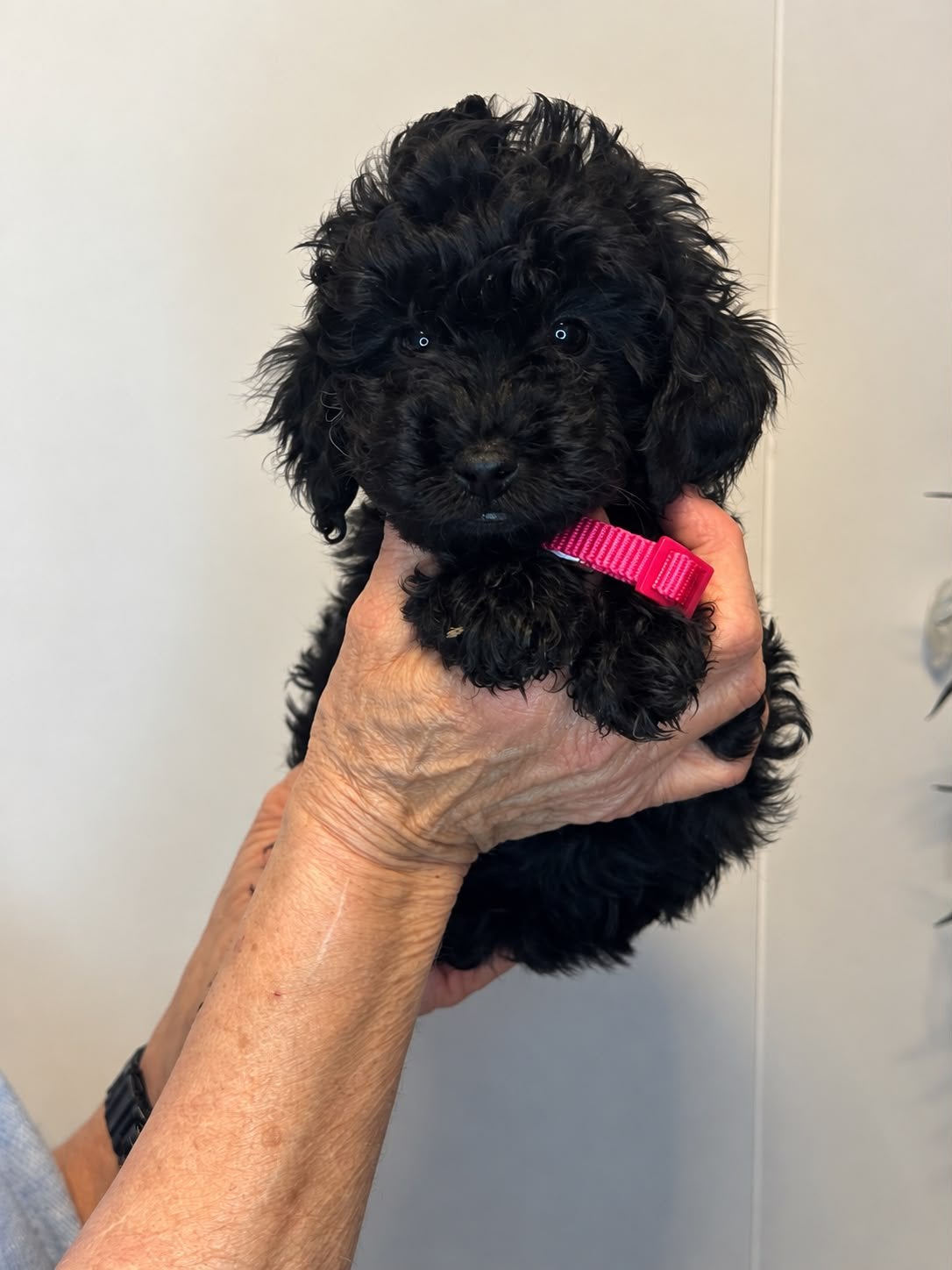 Toy/dwerg poedel pups, Poedel, CDV (hondenziekte), 8 tot 15 weken, Meerdere