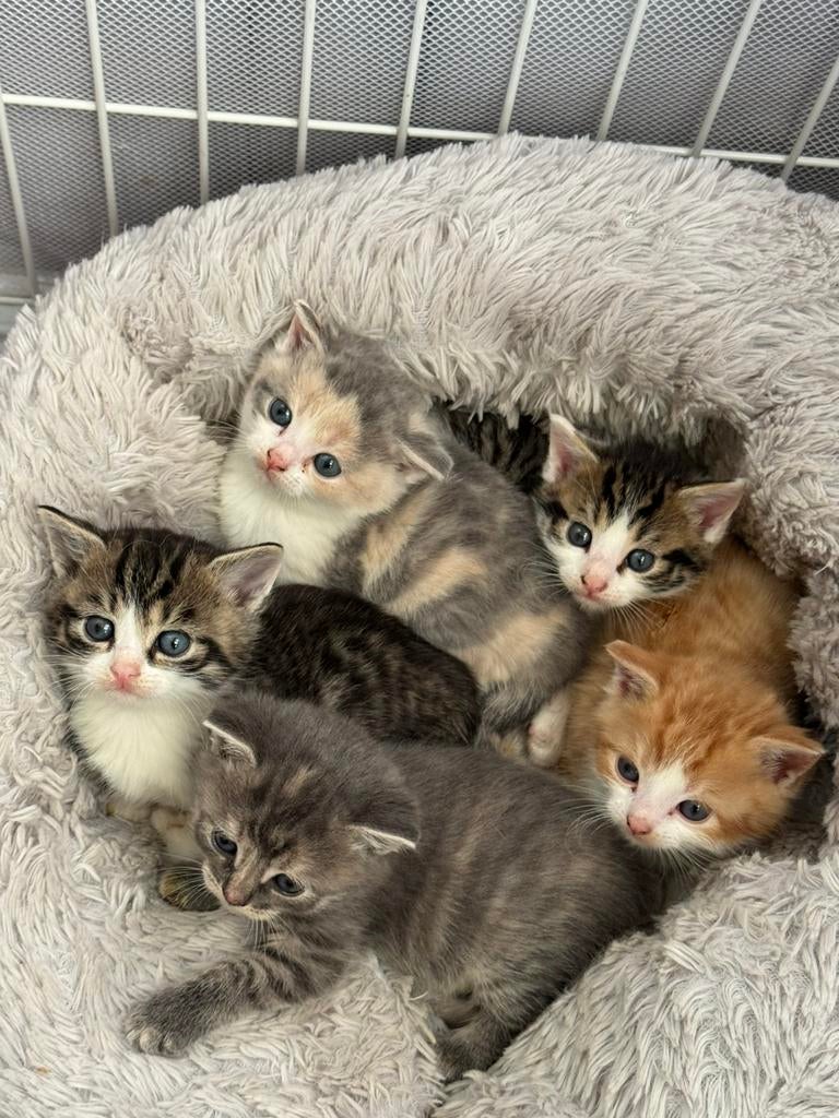 Britse korthaar x Europese kittens, Dieren en Toebehoren, Meerdere dieren, Ontwormd, 0 tot 2 jaar