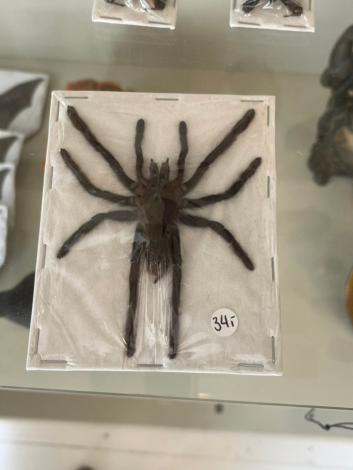 Vogelspin, Overige soorten