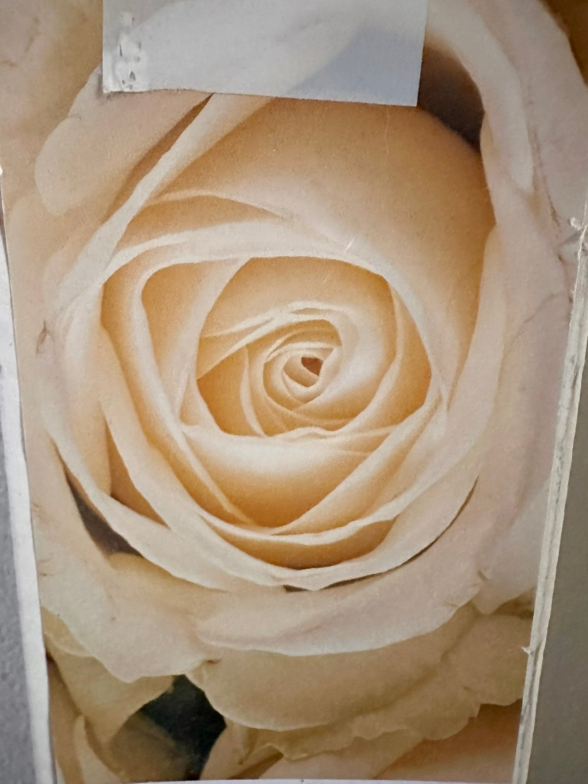 Witte rozen fotobehang 450 x 260 cm, Ophalen