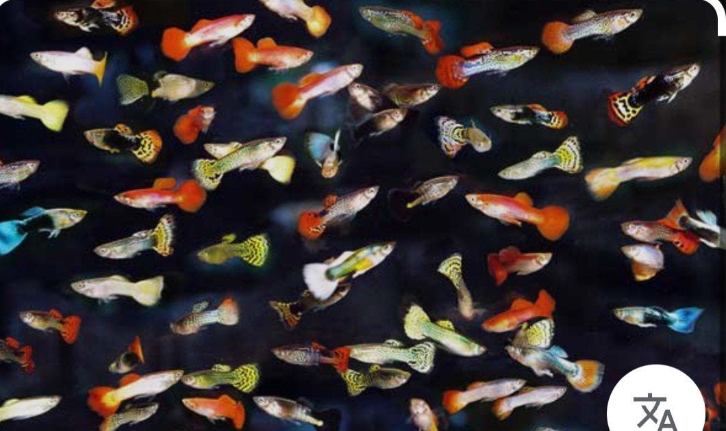 Diverse soorten guppen gratis ophalen, Dieren en Toebehoren, Vissen | Aquariumvissen