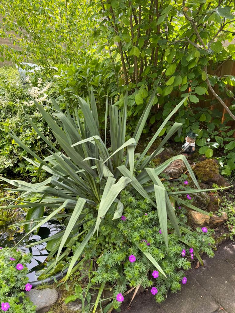Gratis Yucca tuinplant, Tuin en Terras, Planten | Tuinplanten, Ophalen of Verzenden, Overige soorten, Volle zon