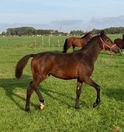 Prachtig merrie veulen te koop, Dieren en Toebehoren, Merrie, Niet van toepassing, Met stamboom, 0 tot 2 jaar