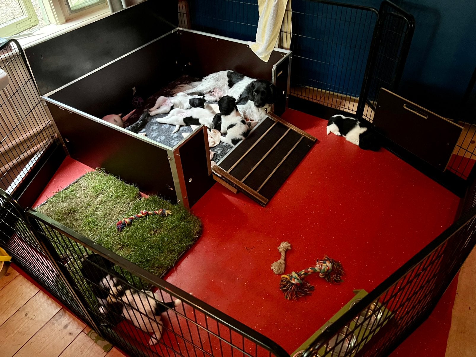 Honden werpkist te huur, Dieren en Toebehoren, Ophalen, Gebruikt, 110 cm of meer, Minder dan 65 cm