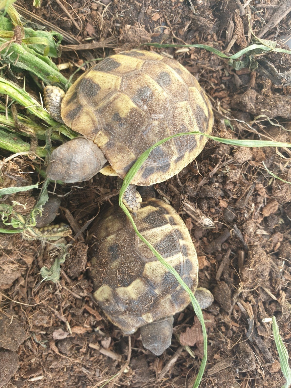 Nakweek Griekse landschildpadden, Schildpad, 0 tot 2 jaar