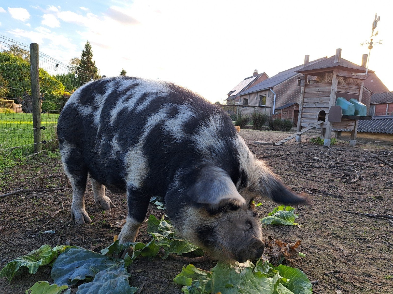 kune kune, Mannelijk, Varken, 6 jaar of ouder
