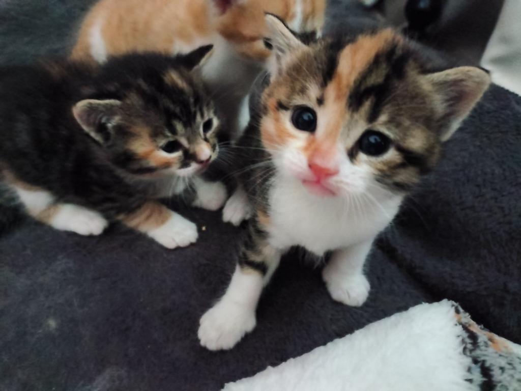 Kittens te koop. Moeder is een kruising maincoon, Dieren en Toebehoren, Katten en Kittens | Overige Katten, Poes, 0 tot 2 jaar