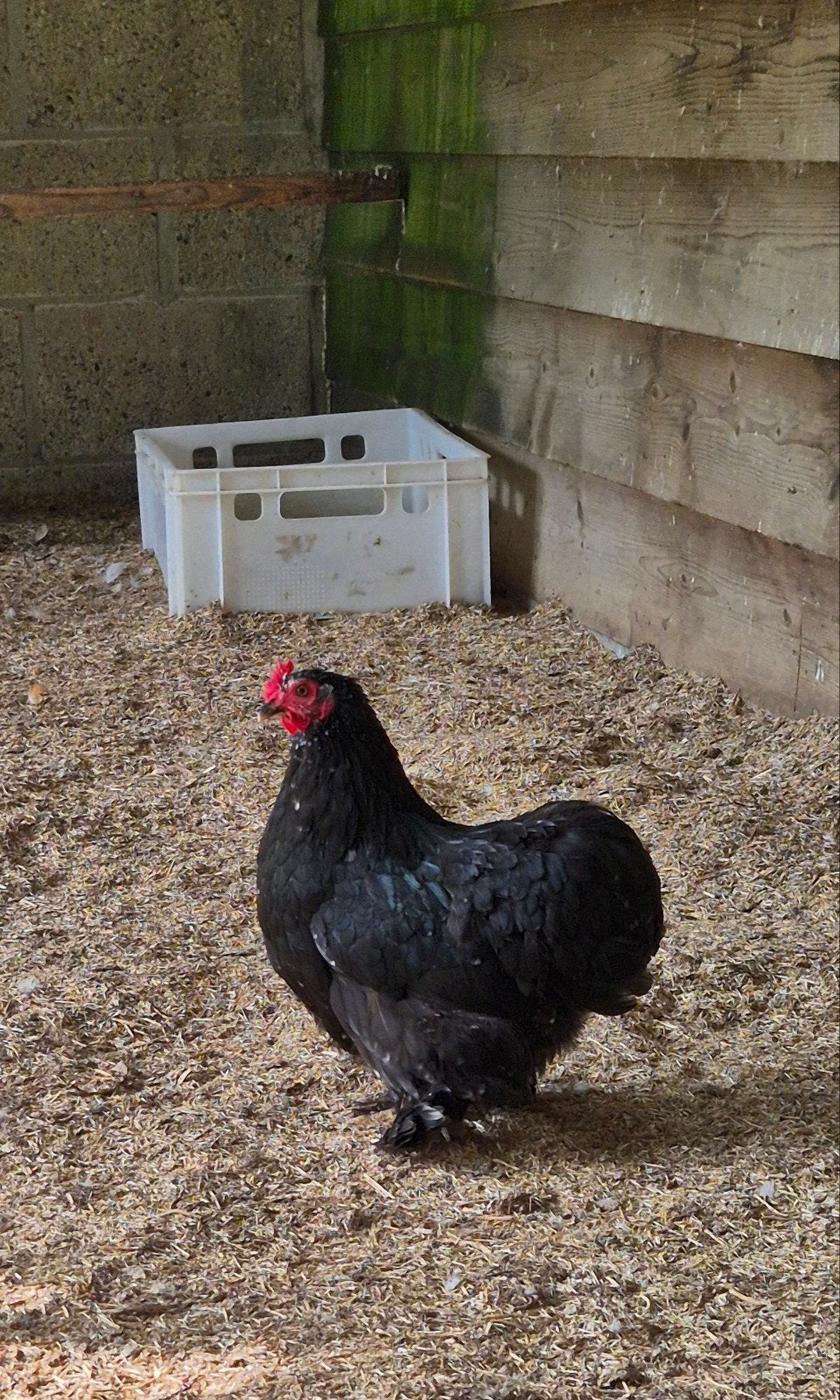 Couchin kriel hen te koop, Vrouwelijk, Kip