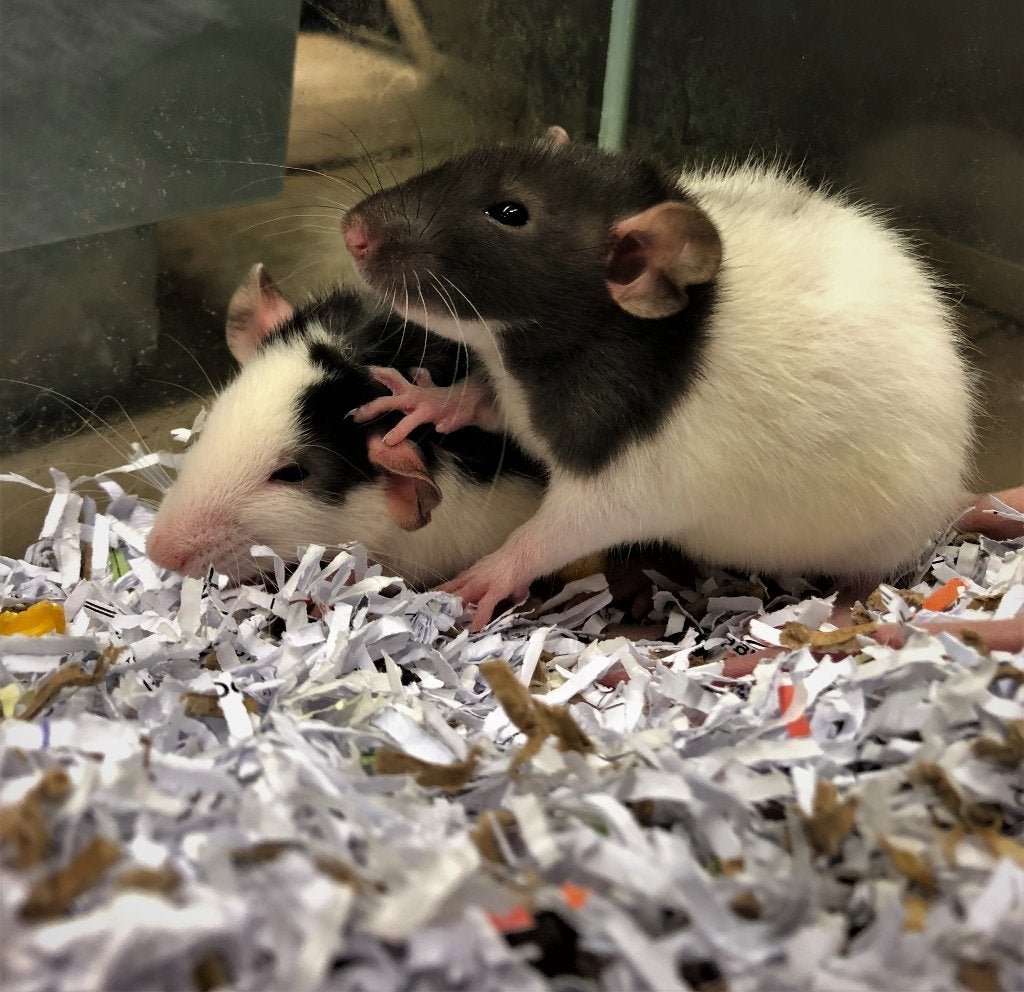 Husky ratjes | Tamme jonge ratjes | Jonge diertjes