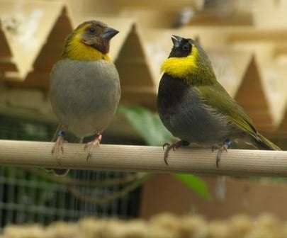 Cuba vink man, Dieren en Toebehoren, Mannelijk