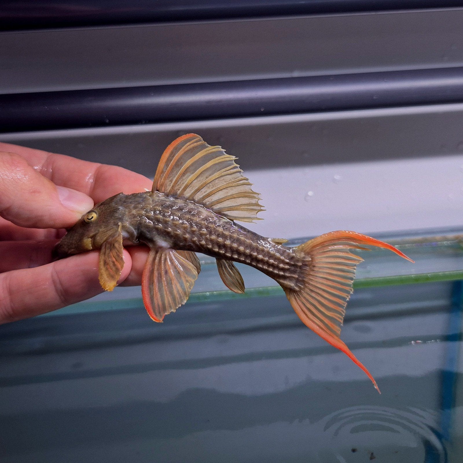 l024 Pseudacanthicus Pitanga L024, Meerdere dieren