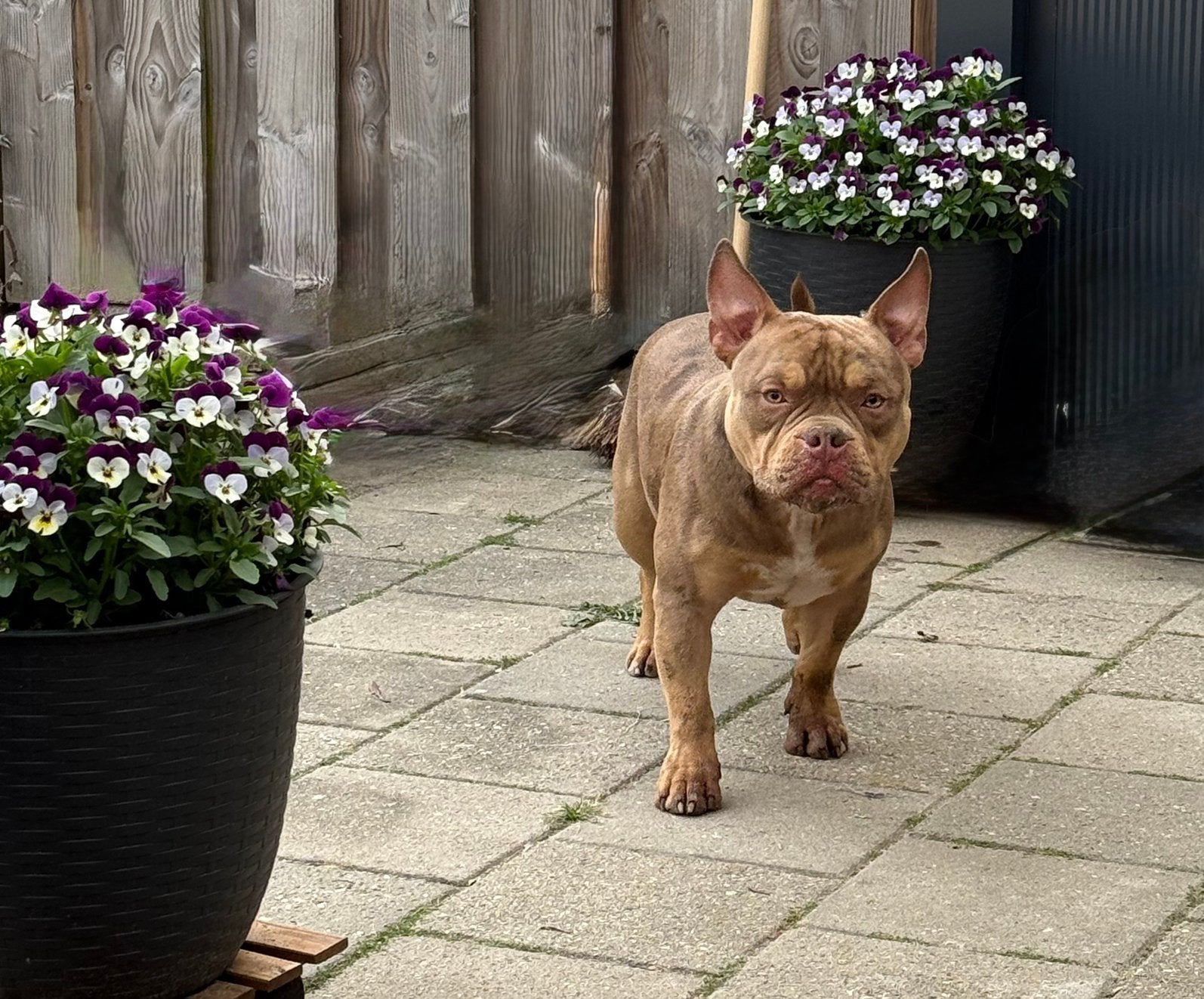 Micro Bully Reu 1,5 jaar gecastreerd. LEES TEKST!, Dieren en Toebehoren, Honden | Bulldogs, Pinschers en Molossers, Reu, 1 tot 2 jaar