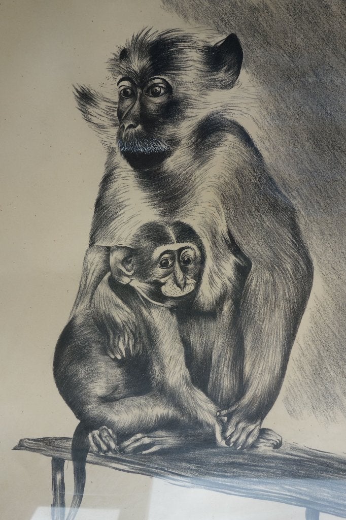 J.H Jan Mensink Japanse Makaak ingelijst tekening, Ophalen of Verzenden