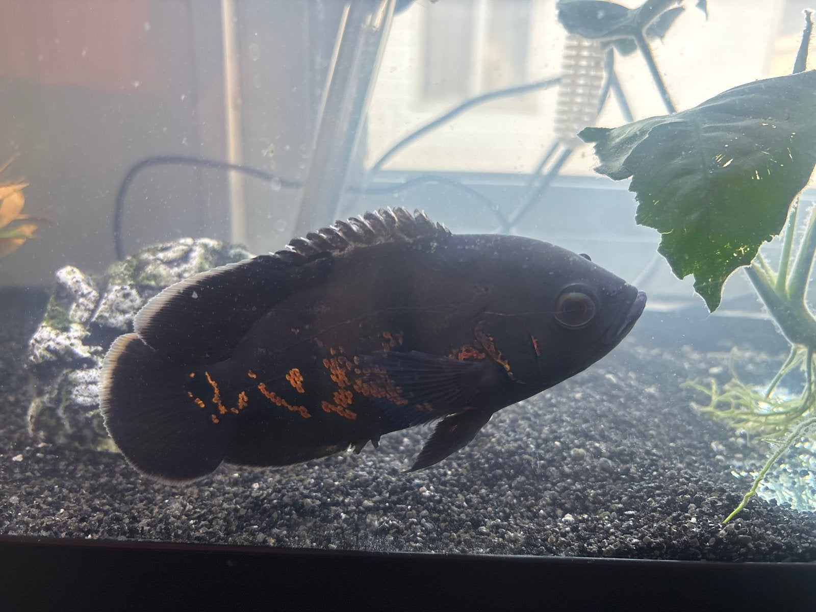 Tijgeroscar met visaquarium, Ophalen