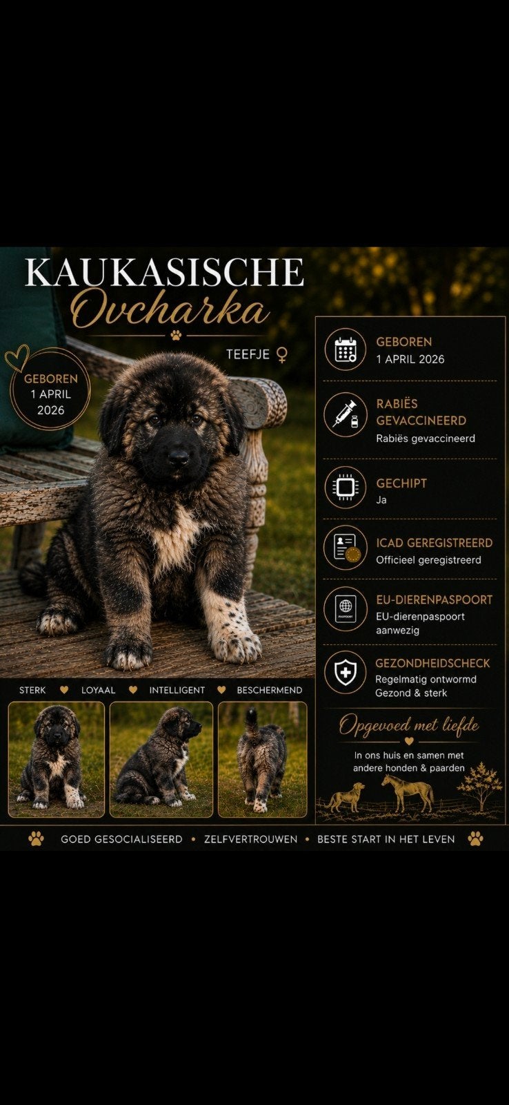 1 kaukaas teefje pup (goed lezen aub), Particulier, 15 weken tot 1 jaar, Buitenland, Teef