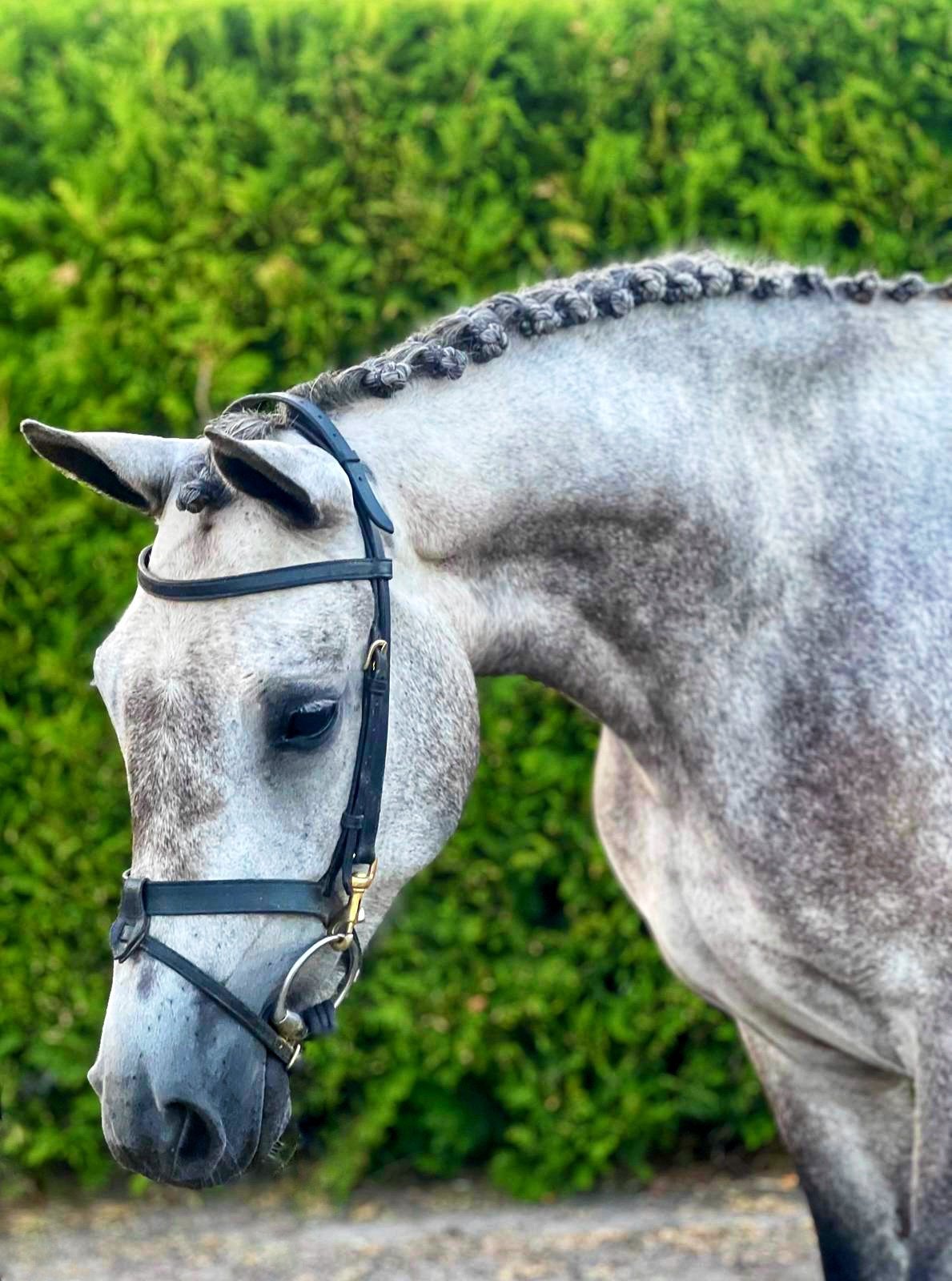 Mooie 3-jarige D pony merrie !, Merrie, Onbeleerd, D pony (1.37m tot 1.48m), 3 tot 6 jaar