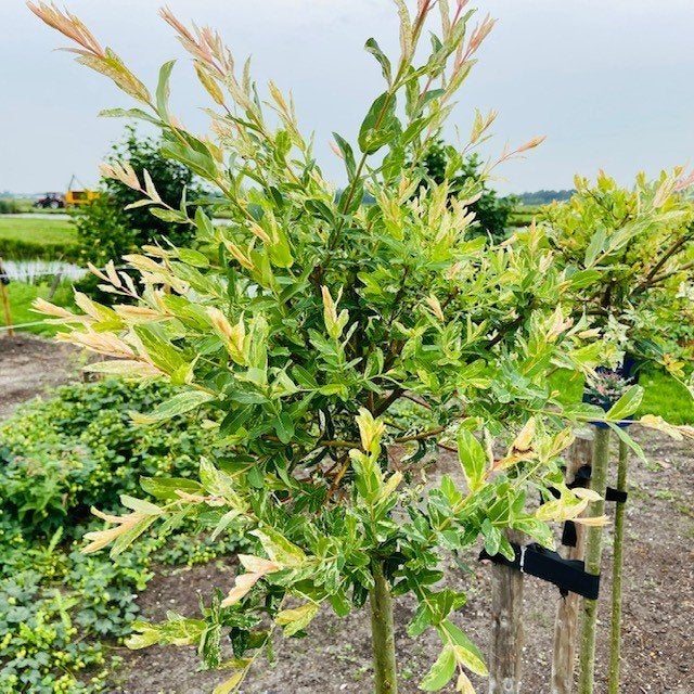 Salix integra Hakuro nishiki, Bonte wilg, flamingoboom, Tuin en Terras, Vaste plant